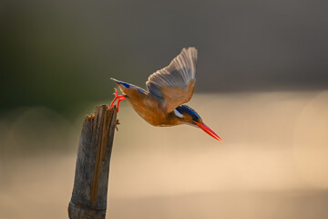 Malachite kingfisher dives backlit off wooden post