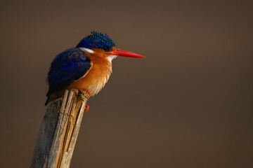 Malachite kingfisher facing right on split post