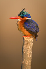 Malachite kingfisher facing left on wooden post