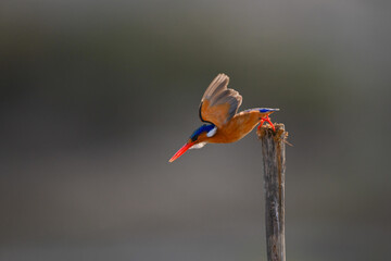 Malachite kingfisher dives from post for fish