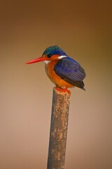 Malachite kingfisher faces left on wooden post