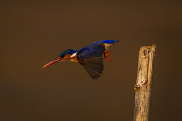 Malachite kingfisher flies away from leaning post