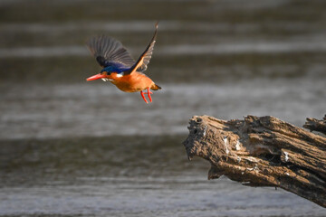Malachite kingfisher flies from log in river