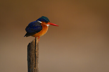 Malachite kingfisher facing right on marker post