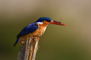Malachite kingfisher crouches on post with food