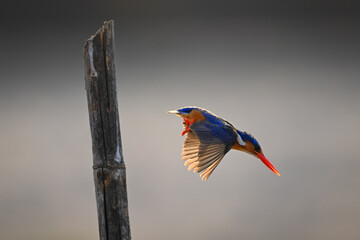 Malachite kingfisher dives from post to fish