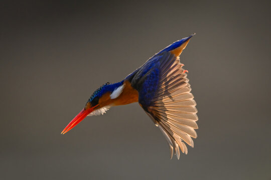 Malachite kingfisher dives showing translucent backlit wings - Powered by Adobe