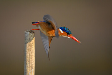 Malachite kingfisher flies away from bamboo post