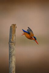 Malachite kingfisher flies off post to fish
