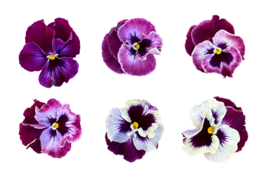 Variety of purple, burgundy, and white pansy flower heads with gradient petals, isolated on white. Ideal for decorative compositions, spring illustrations, and digital florals