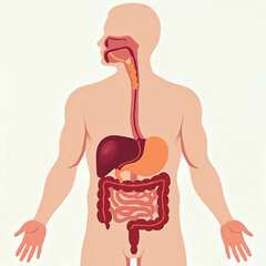 Digestive system of the human body
