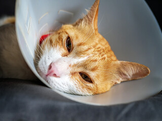 Sick cat, cat wearing a protective plastic collar cone