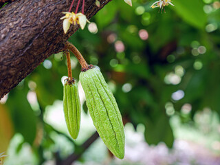 Grow small Cocoa pods branch with young fruit and blooming cocoa flowers grow on trees. The cocoa tree ( Theobroma cacao ) with fruits, Grow small  cacao fruit