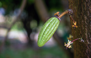 Grow small Cocoa pods branch with young fruit and blooming cocoa flowers grow on trees. The cocoa tree ( Theobroma cacao ) with fruits, Grow small  cacao fruit