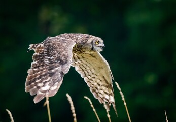 Bubo africanus