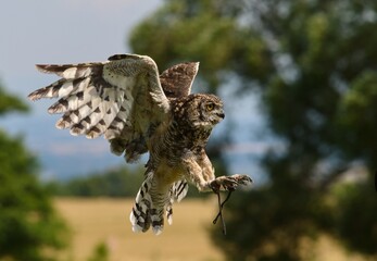 Bubo africanus