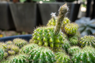 Close up of Echinopsis calochlora cactus with a flower bud before blooming.
