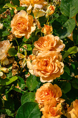 Orange Roses Macro
