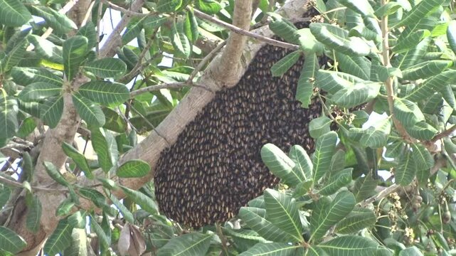 A worker Apis is building a nest on a Terminalia catappa tree trunk.