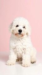 Fototapeta premium Cachorro Komondor Adorable sobre Fondo Pastel, Generated image