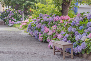 Colorful hydrangea flowers in full bloom beside a bench, Maizuru Park, Fukuoka, Japan