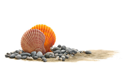 Two sea shell in sand pile isolated on white, side view	