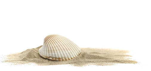 Sea shell in sand pile isolated on white, side view	