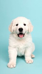 Obraz premium Adorable Kuvasz Puppy Portrait on Colorful Background, Generated image