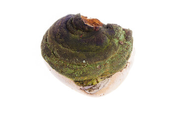 Natural wild woody bracket conk polypore side view isolated on white background