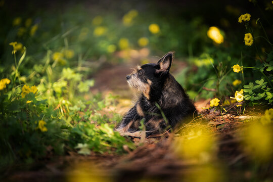 Dog in meadow