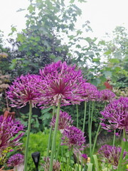 Vibrant Purple Allium Flowers Blooming in a Lush Garden – Summer Florals and Greenery Create a Serene, Botanical Setting for Horticulture, Decor, and nature-lovers
