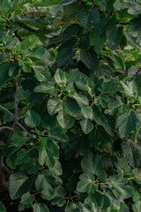 Green leaves close-up with natural light Vertical