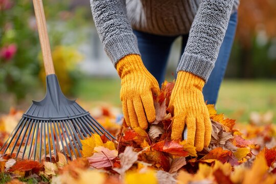 Gardener gathering autumn leaves in garden with rake
