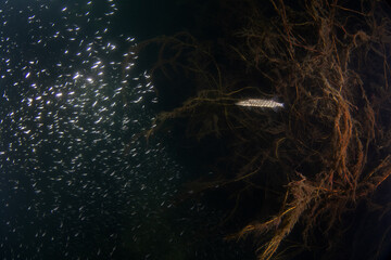 A northern pike is swimming and hunting in the lake. A huge pike swims in the water. Life in...
