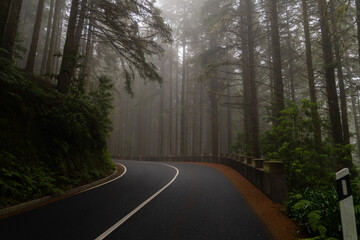 Naklejka premium Winding foggy road in moody pine forest Horizontal