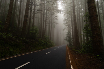 Fototapeta premium Foggy pine forest road with dense trees Horizontal