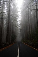 Straight foggy road in dense pine forest Vertical