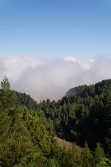 Mountain pine forest above the clouds Vertical