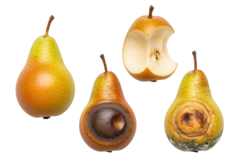 Pear Ripening Stages, Isolated on White