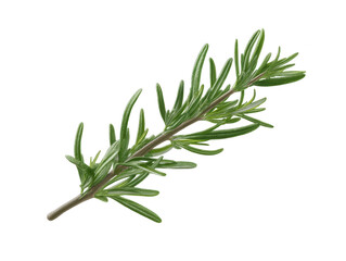 Fototapeta premium Fresh Rosemary Sprig Isolated on White Background