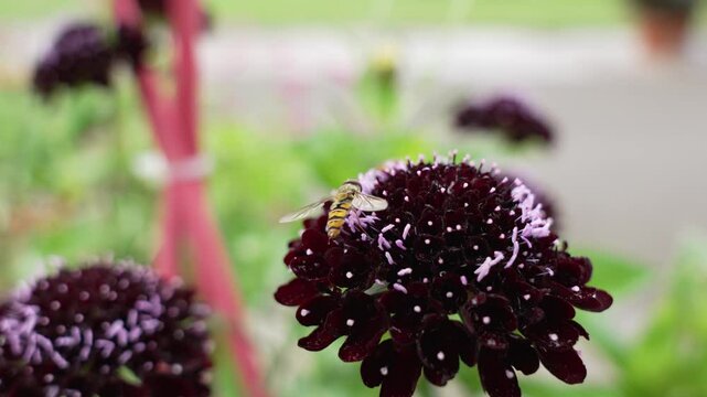 Hoverfly on Dark Red Bloom. A yellow-black hoverfly collects pollen from a dark red flower head. Delicate details in sharp macro view.