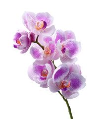 Fototapeta premium Elegant Pink Orchid Branch on White Background
