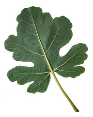 Isolated Fig Leaf on White Background: Tropical Green Foliage