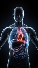 Detailed anatomical illustration of the human chest and upper abdomen.