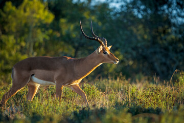 A male impala (Aepyceros melampus), also known as rooibok, walks gracefully through the sunlit veld...