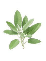 Obraz premium Fresh Sage Leaves Isolated on White Background