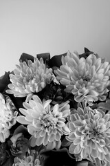 Grayscale Vertical Image of Blooming Flowers Closeup View
