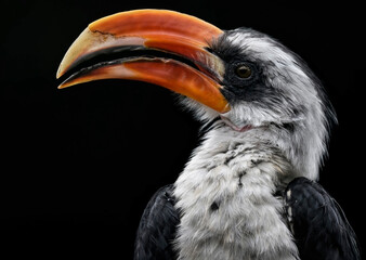 A close up of a male Von der Decken's hornbill