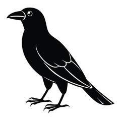 crow on a white background