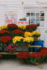 Colorful flower display in front of pie shop during autumn season in a quaint rural town